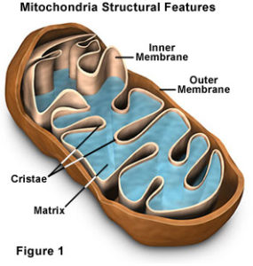 mitochondriafigure1