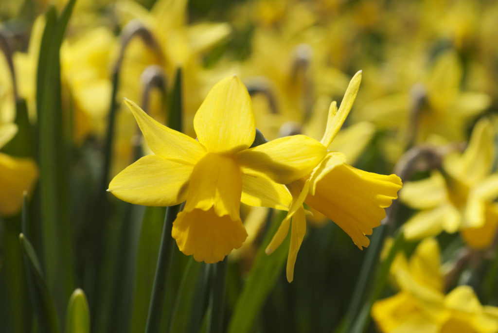 Daffodils all over. Springtime flowers close-up in sunny garden.